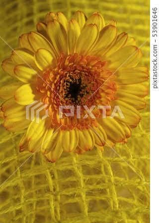 Macro of rolled flower wrapped in a colored net Macro of rolled flower wrapped in a colored net 53901646