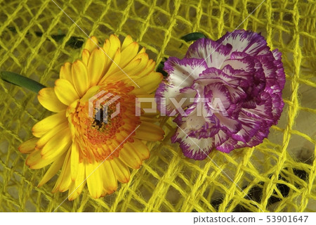 Macro of rolled flower wrapped in a colored net 53901647