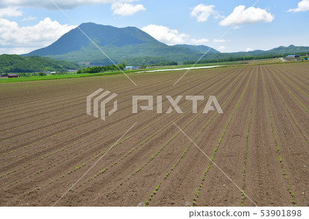 Taking a picture of a soybean field that has just sprouted in Hokkaido Kyogoku-cho in early summer 53901898