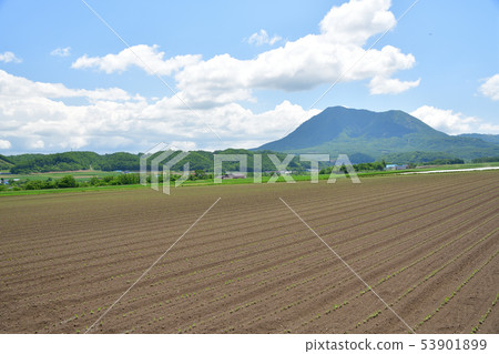 在初夏拍攝剛剛在北海道京極町發芽的大豆田的照片 53901899