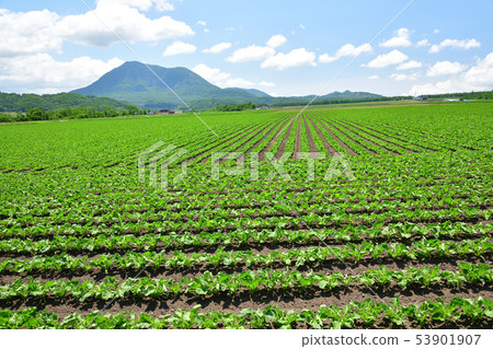 Photographing the landscape where Wakaba of the beat field has grown up in Hokkaido Kyogoku-cho in early summer Photographing the landscape where Wakaba of the beat field has grown up in Hokkaido Kyogoku-cho in early summer 53901907