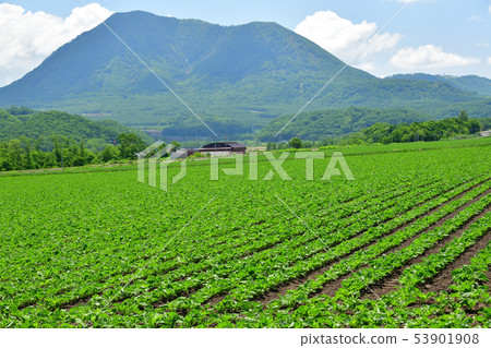 Photographing the landscape where Wakaba of the beat field has grown up in Hokkaido Kyogoku-cho in early summer Photographing the landscape where Wakaba of the beat field has grown up in Hokkaido Kyogoku-cho in early summer 53901908