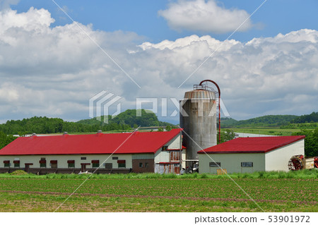 Photographing a landscape with a ranch silo in early summer in Hokkaido 53901972
