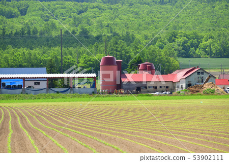 初夏，在北海道俱知安町拍攝一個帶筒倉的牧場照片 53902111