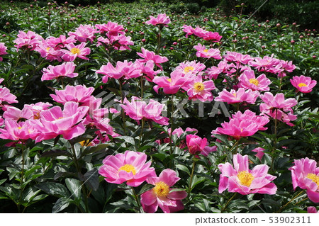 Peony Paeonia lactiflora 53902311