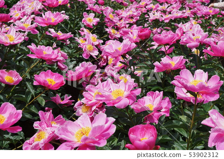 Peony Paeonia lactiflora 53902312