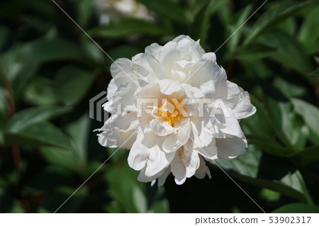 Peony Paeonia lactiflora 53902317