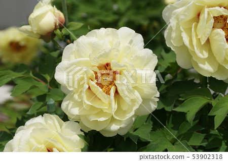 鈕扣牡丹 53902318