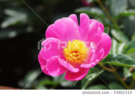 Peony Paeonia lactiflora 53902319