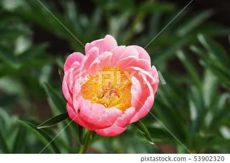 Peony Paeonia lactiflora 53902320