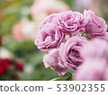 Gathering of pink roses 53902355
