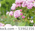 Rose of pink 53902356