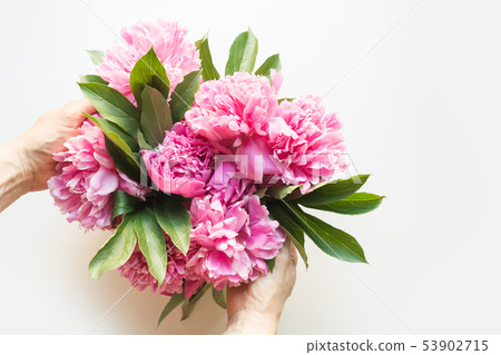Pink peony flowers in female hand on white. Pink peony flowers in female hand on white. 53902715