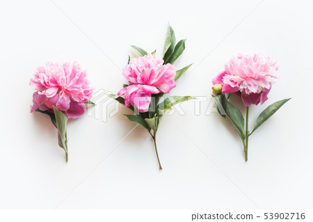 Set of pink peony flowers on white. Set of pink peony flowers on white. 53902716