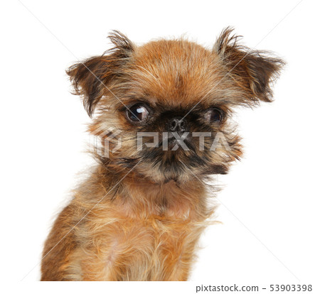 Brussels Griffon puppy 53903398