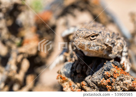 Close portrait of Phrynocephalus helioscopus agama in nature Close portrait of Phrynocephalus helioscopus agama in nature 53903565
