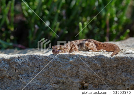 Close up cute small Even-fingered gecko genus Alsophylax on stone Close up cute small Even-fingered gecko genus Alsophylax on stone 53903570