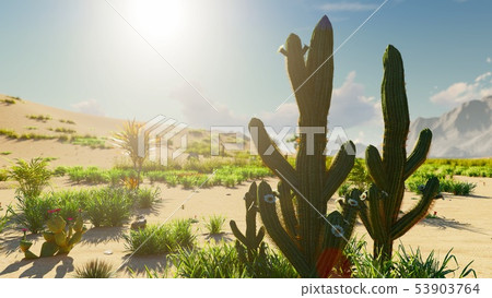 early morning sunrise in the desert