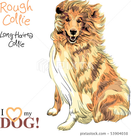 dog Rough Collie breed vector dog Rough Collie breed vector 53904038