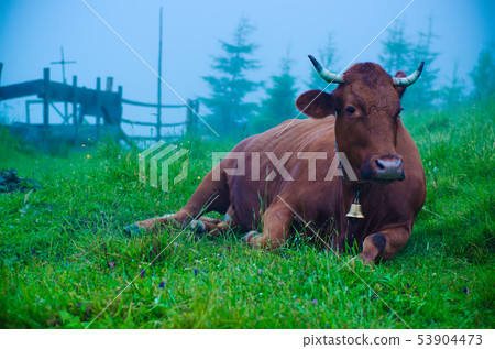 Dairy cow lying at meadow 53904473