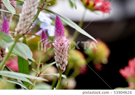 Pink noge toe blooming in Mitaka Nakahara Pink noge toe blooming in Mitaka Nakahara 53904628