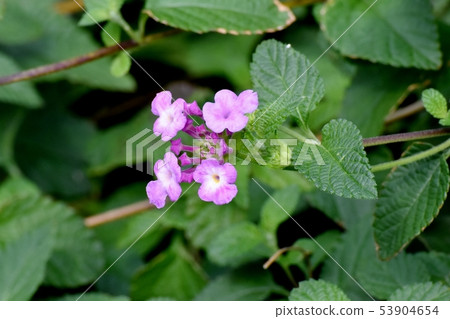 Pink Lantana (Sichichenge) blooming in Mitaka Nakahara 53904654