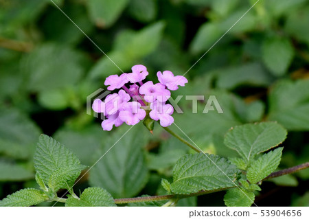 Pink Lantana (Sichichenge) blooming in Mitaka Nakahara 53904656