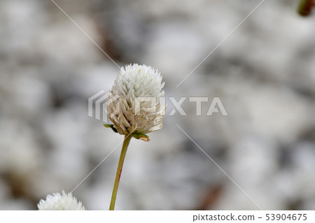 開花在三鷹中原的白色Sennichikou 53904675