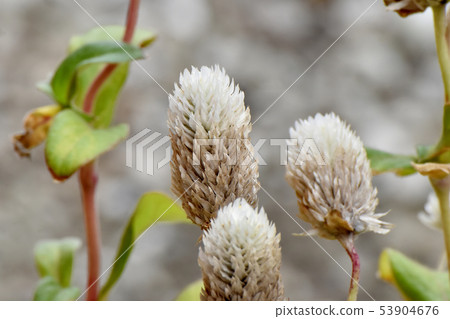 開花在三鷹中原的白色Sennichikou 53904676