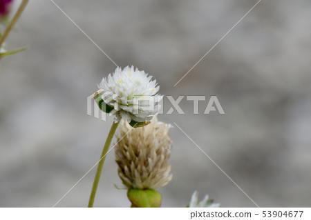 White Sennichikou blooming in Mitaka Nakahara 53904677