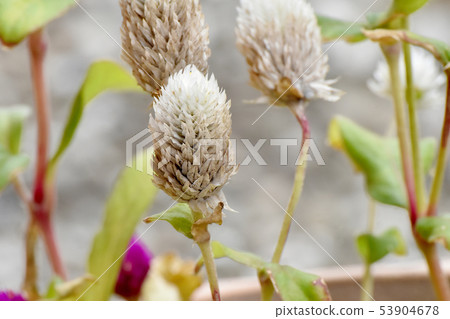 White Sennichikou blooming in Mitaka Nakahara 53904678