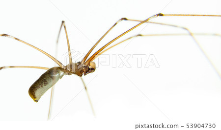 Macro spiders and other insects. Macro spiders and other insects. 53904730