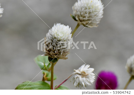 開花在三鷹中原的白色Sennichikou 開花在三鷹中原的白色Sennichikou 53904742