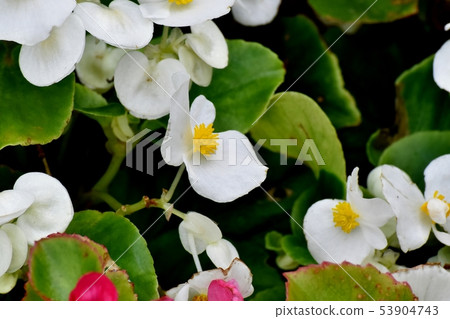 開花在三鷹中原的白色秋海棠 開花在三鷹中原的白色秋海棠 53904743