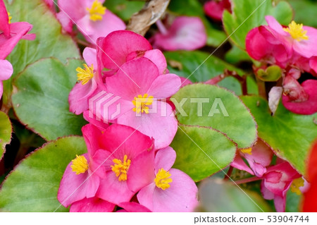 開花在三鷹中原的桃紅色秋海棠 開花在三鷹中原的桃紅色秋海棠 53904744