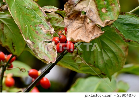 紅山茱萸果實在三島中原 紅山茱萸果實在三島中原 53904876