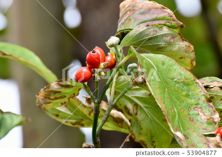紅山茱萸果實在三島中原 紅山茱萸果實在三島中原 53904877