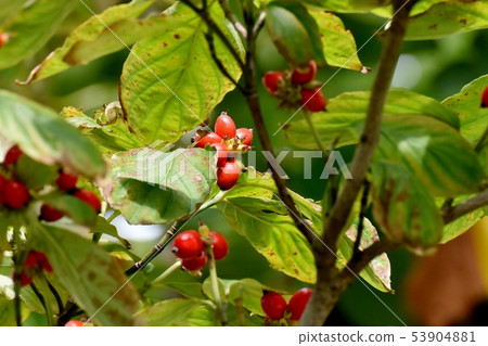紅山茱萸果實在三島中原 53904881