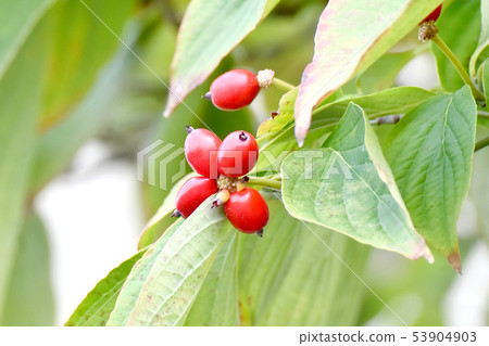 紅山茱萸果實在三島中原 53904903