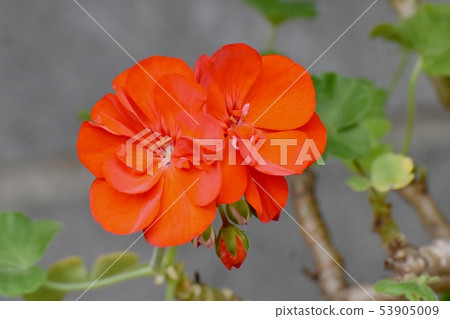 Orange geranium in Mitaka Nakahara Orange geranium in Mitaka Nakahara 53905009