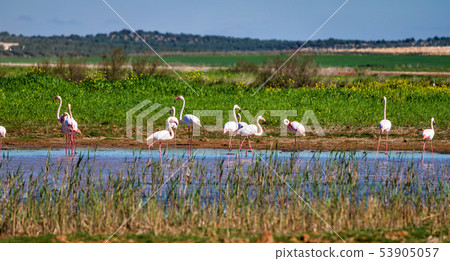 Greater Flamingos in wetlands of Campillos lagoons in Malaga. Spain. Greater Flamingos in wetlands of Campillos lagoons in Malaga. Spain. 53905057