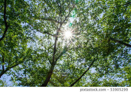 Sunlight leaking from the leaves of trees 53905299