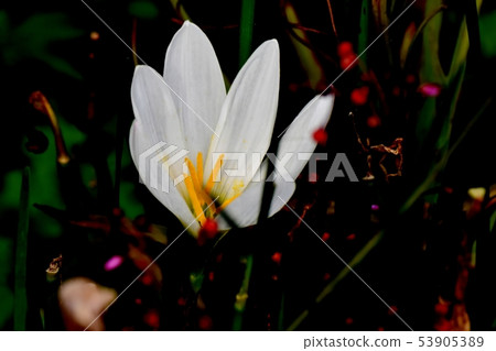 開花在三鷹中原的白色Tamasdale 開花在三鷹中原的白色Tamasdale 53905389