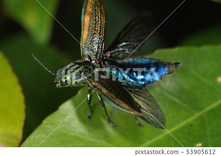生物昆蟲Ayamunes v蛇,鈷藍色隱藏在棺材下 生物昆蟲Ayamunes v蛇,鈷藍色隱藏在棺材下 53905612