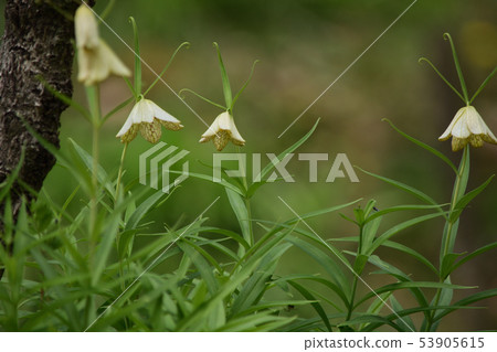 紗線百合 53905615