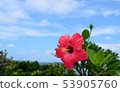 Hibiscus 2 53905760