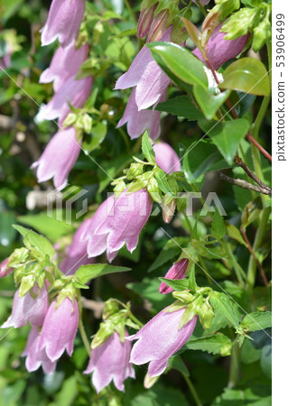 Seasonal flower. Hotarubukuro. Pink flower, light purple. Pretty and strong, increase. Home gardening, gardening image material 53906499