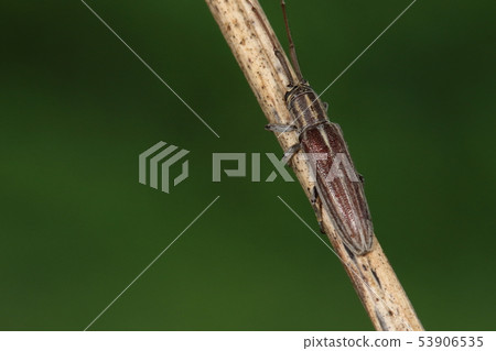 Creatures Insect Yaeyama Tatesu Dobosokokamikiri, the size is less than 2 cm, slender, delicate and sober impression 53906535