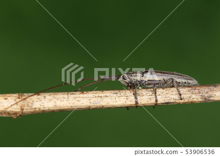 生物昆蟲Yaeyama Tatesu Dobosokokamikiri，長觸角不適合框架 53906536