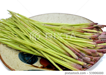 野豬美味與獨特的味道 野菜 蔬菜圖像材料 白色背景 照片素材 圖片 圖庫